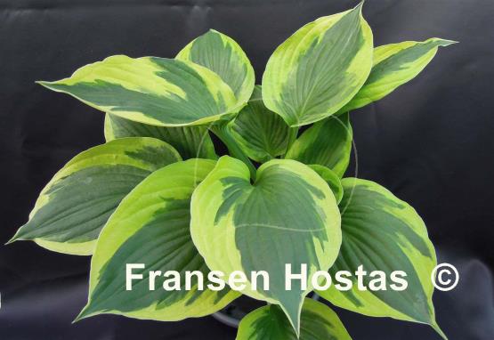 Hosta Whirling Dervish