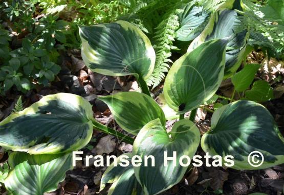 Hosta Whirling Dervish