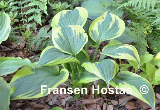 Hosta Whirling Dervish