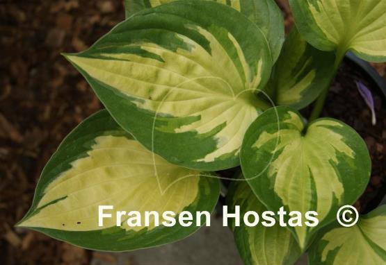 Hosta Whirlwind Tour