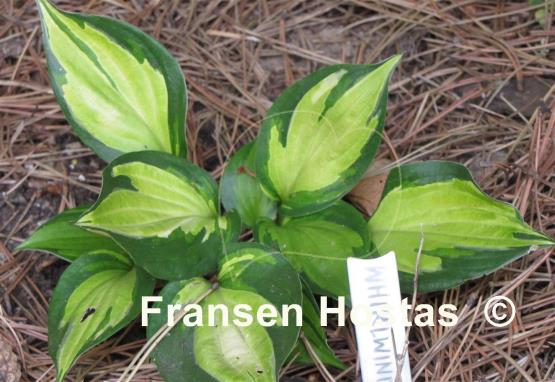 Hosta Whirlwind Tour