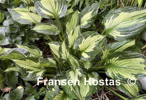 Hosta Whirlwind