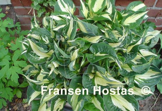Hosta Whirlwind