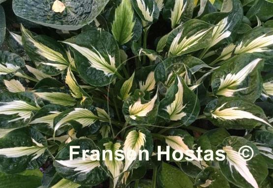 Hosta Whirlwind