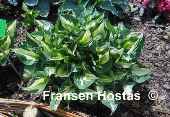Hosta Whirlwind