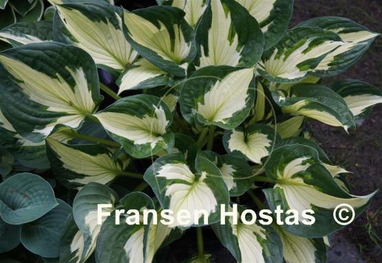 Hosta Whirlwind