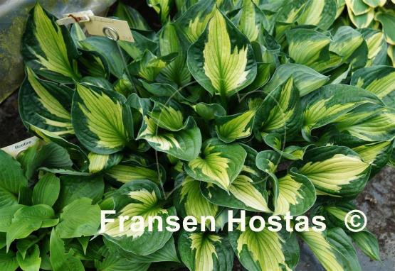 Hosta Whirlwind