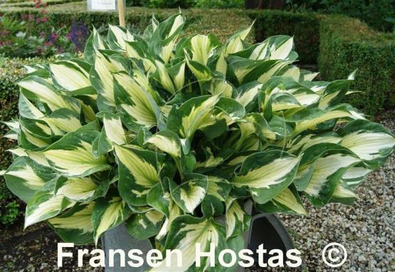 Hosta Whirlwind