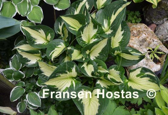 Hosta Whirlwind