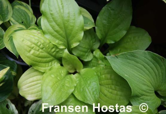 Hosta Whiskey Sour