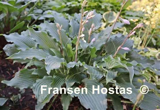 Hosta Whispering Waves