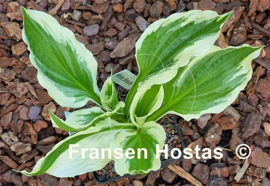 Hosta White Beauty