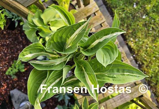 Hosta White Bikini