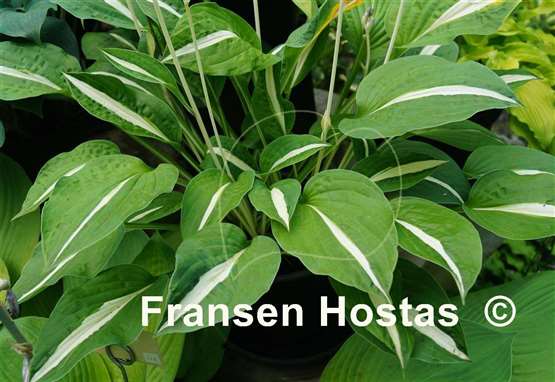 Hosta White Bikini
