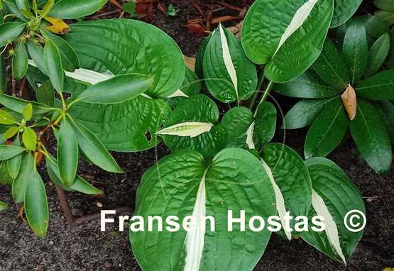 Hosta White Bikini