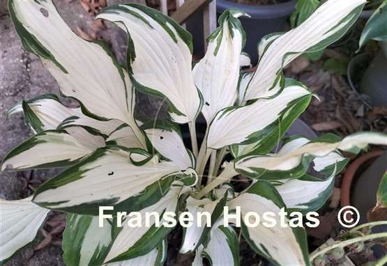 Hosta White Christmas