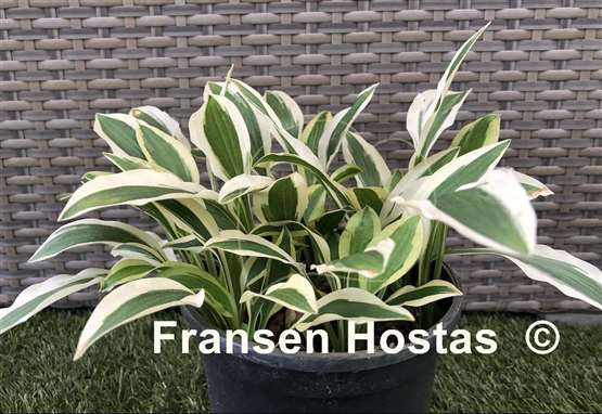 Hosta White Dove
