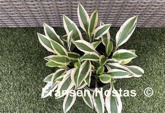Hosta White Dove