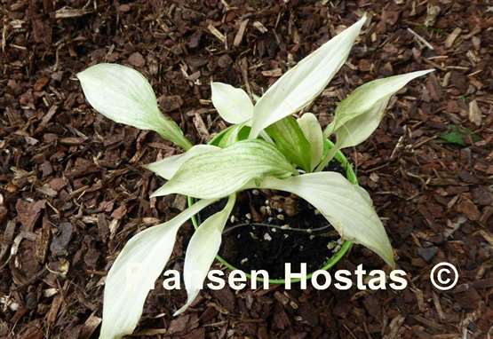 Hosta White Feather Improved
