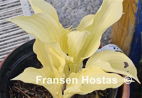 Hosta White Feather
