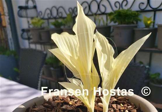 Hosta White Feather