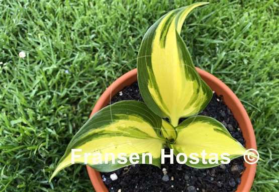 Hosta White Jewel