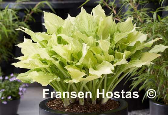 Hosta White Leaves FH Collection 2024