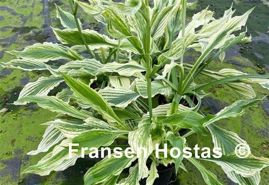 Hosta White Leaves FH Collection 2024