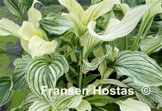 Hosta White Leaves FH Collection 2024