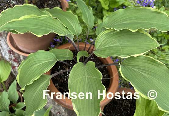 Hosta White Linen