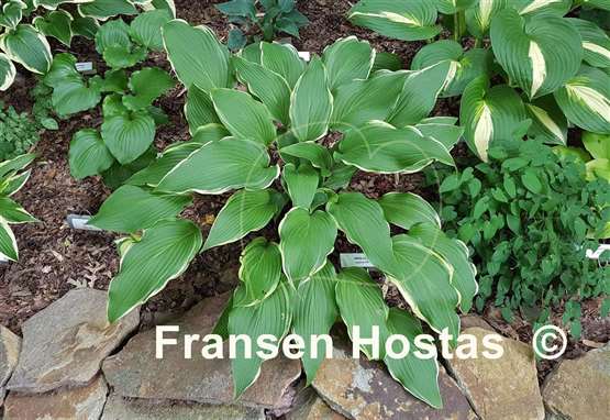 Hosta White Linen