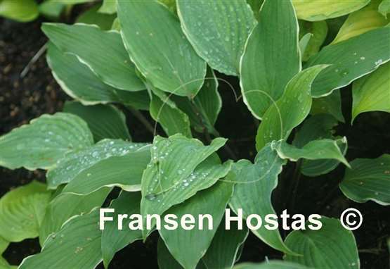 Hosta White Linen