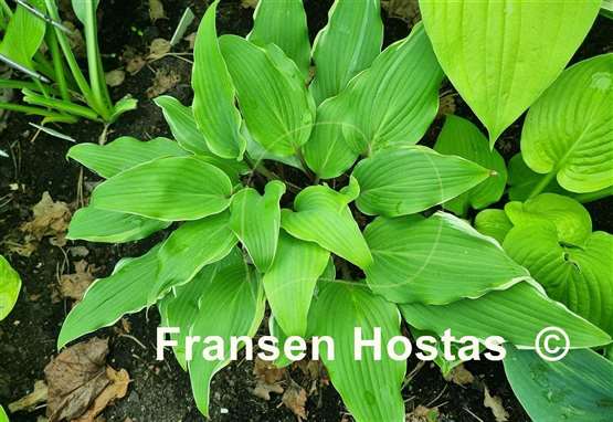 Hosta White Linen