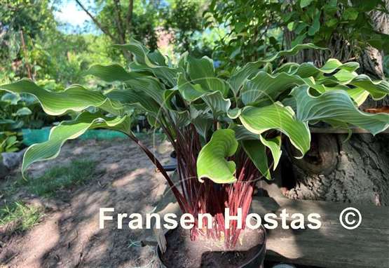 Hosta White Linen