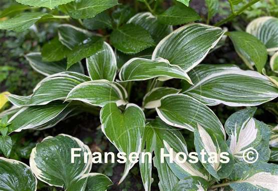 Hosta White On