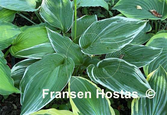 Hosta White On
