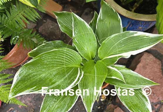 Hosta White On