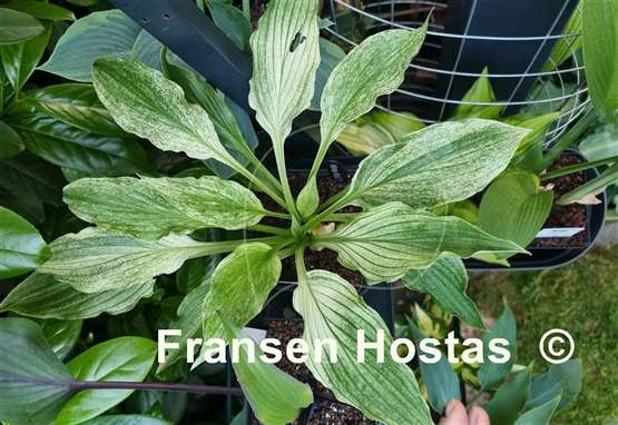 Hosta White Wall Tire
