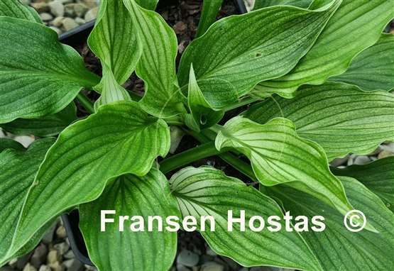Hosta White Wall Tire