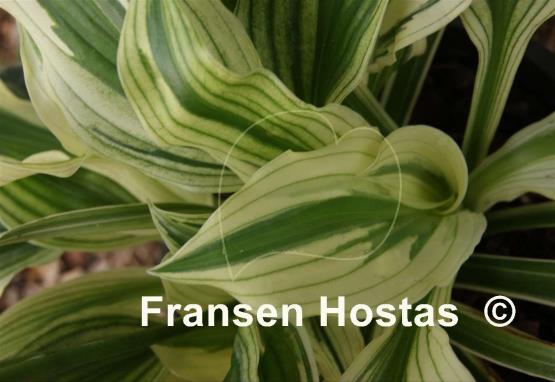 Hosta White Beauty
