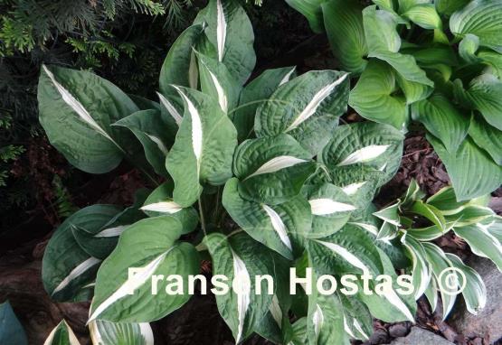 Hosta White Bikini