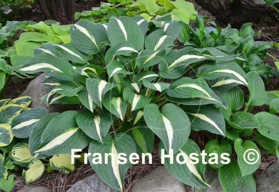 Hosta White Bikini