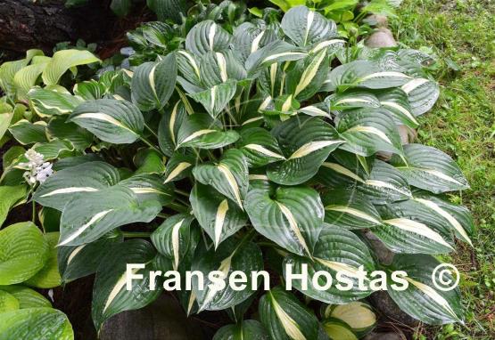 Hosta White Bikini