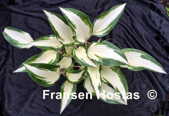 Hosta White Christmas