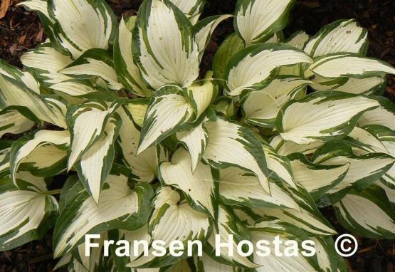 Hosta White Christmas