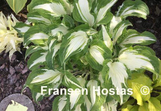 Hosta White Christmas