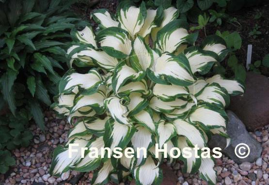Hosta White Christmas