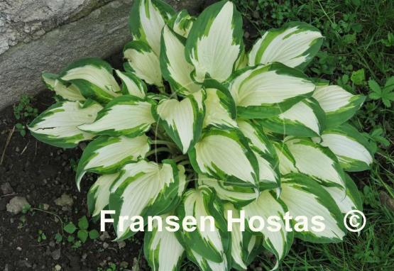 Hosta White Christmas