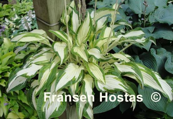 Hosta White Christmas