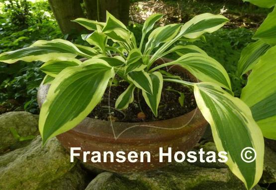 Hosta White Dove